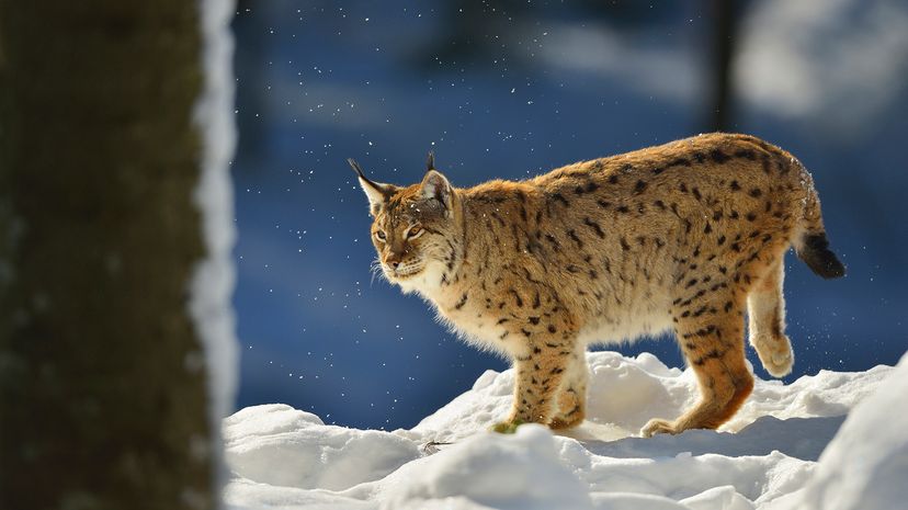 Eurasian lynx