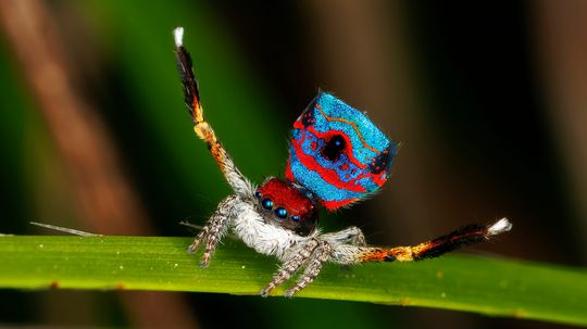 The Sparklemuffin Peacock Spider Dances to Entice Mates