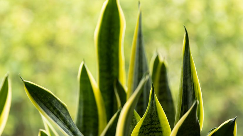 Snake plant