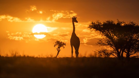 10 Savanna Animals Roaming African Grasslands