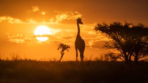 silhouette of a giraffe on the savanna at sunset