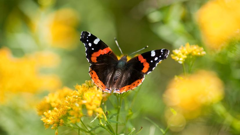 Red admiral butterfly