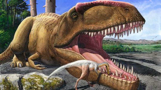 The Largest Carnivorous Dinosaur May Not Have Been T. Rex