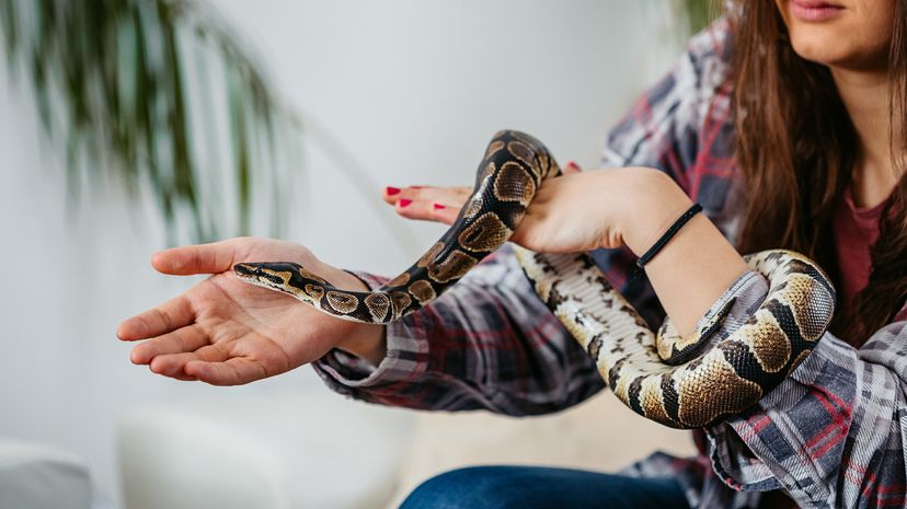 Ball python