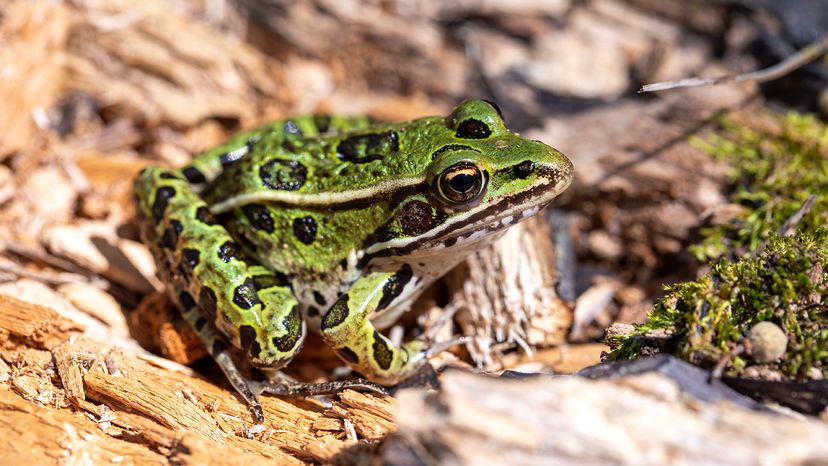 Leopard frog