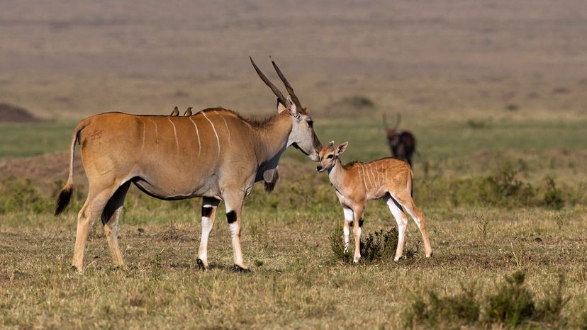 Mother and calf standing in short, dry grass