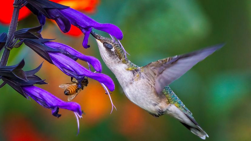 A hummingbird drinks from a purple flower while a bee sits on another petal
