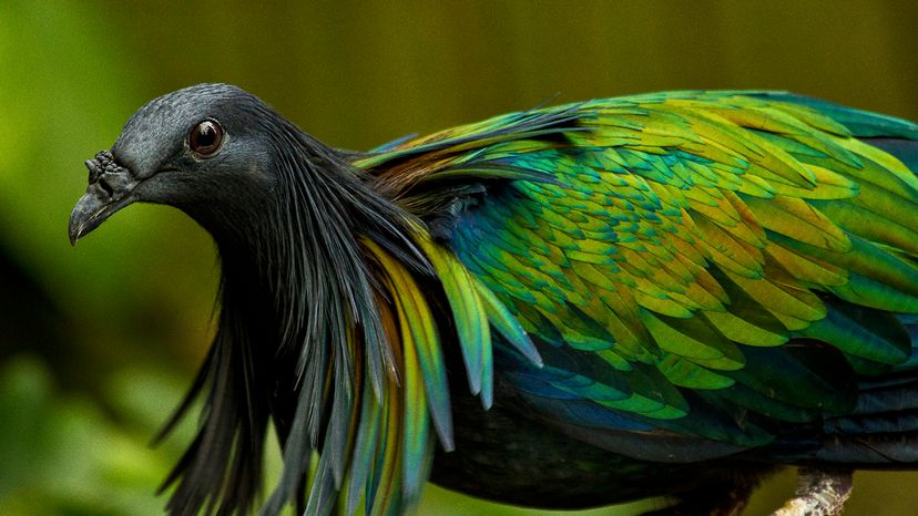 Nicobar Pigeon