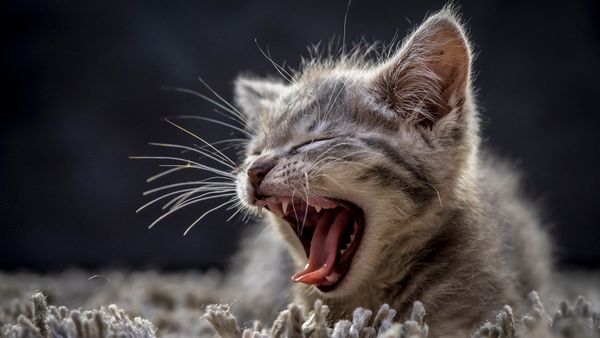 10 Male Cat Names for Any Personality: From Milo to Jonesy