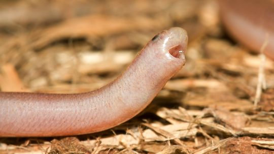 A Female Blind Snake Can Produce Offspring Without Males