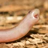 A Female Blind Snake Can Produce Offspring Without Males