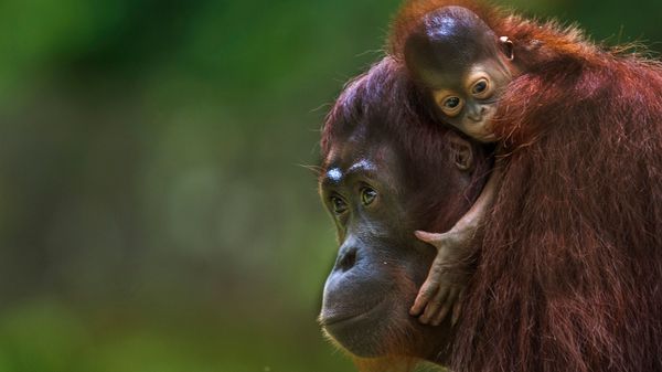 The Sumatran Orangutan Faces Large-scale Habitat Loss