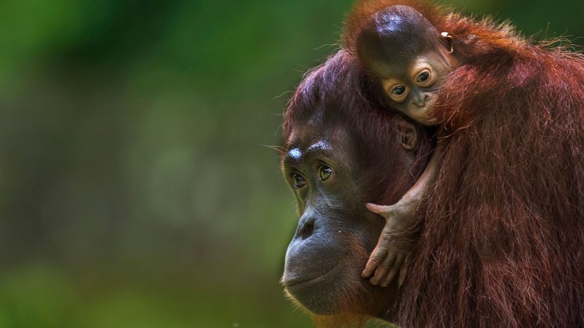 Close-up of an adult orangutan with a baby organutan hugging her head from behind