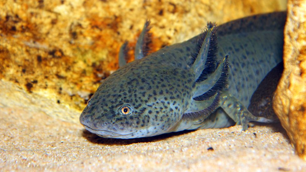 Axolotl Life Expectancy Is Roughly Halved in the Wild