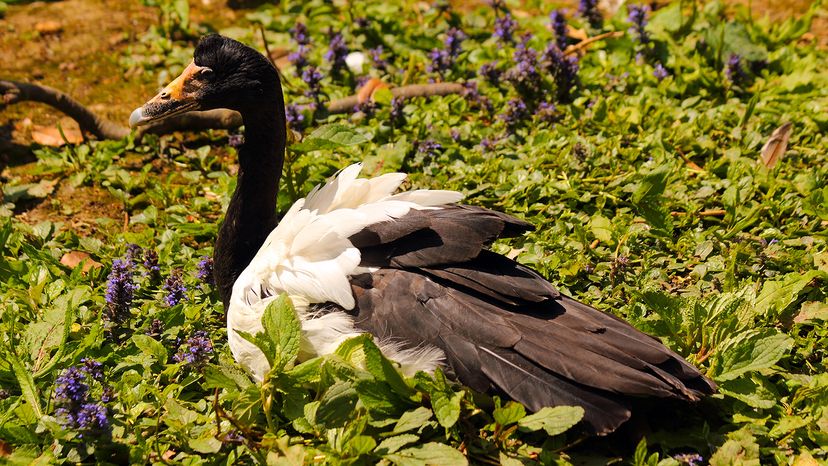 Magpie goose