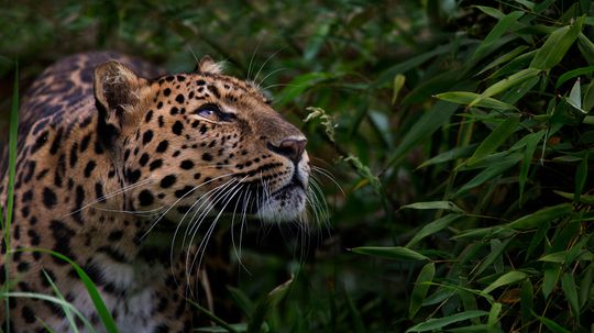Amur Leopard: The Rarest Big Cat in the World
