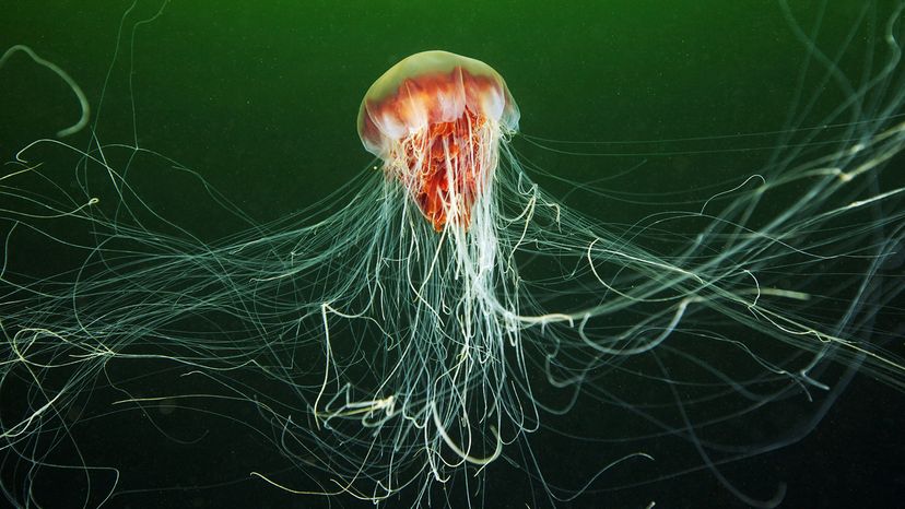 Lion's mane jellyfish