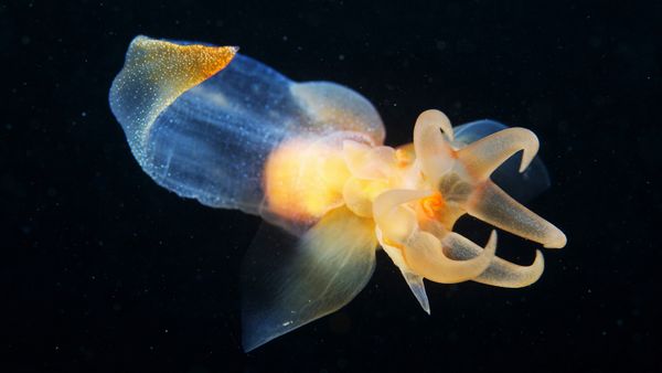 The Sea Angel Looks Like a Pixar Character Until It Attacks