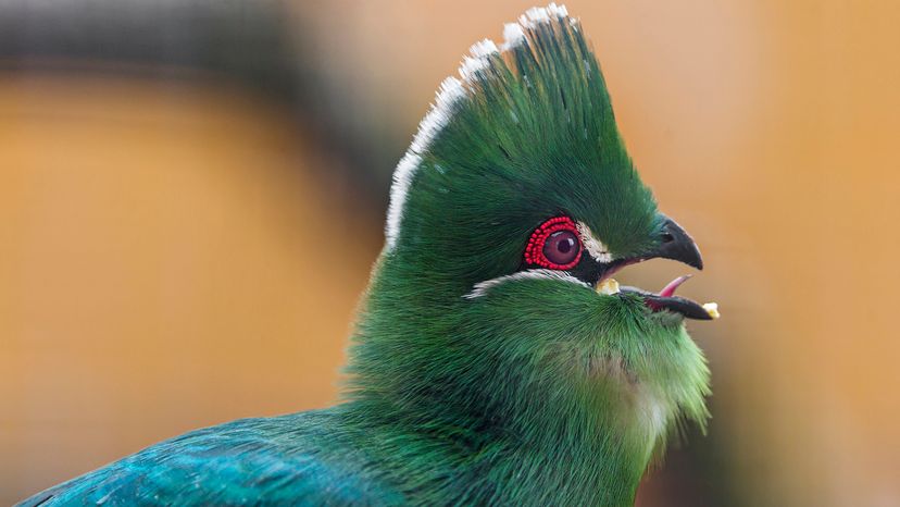 Turaco