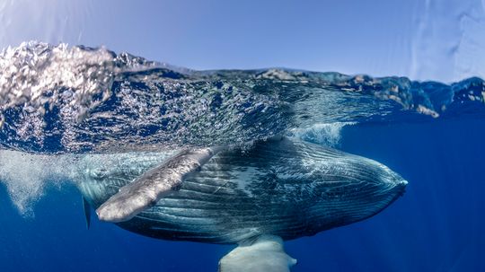 How Do Whales Sleep? They're Always Half Awake (Literally)