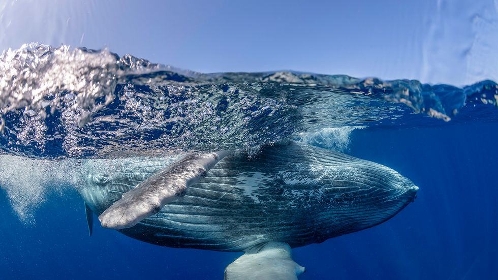 How Do Whales Sleep? They're Always Half Awake (Literally)