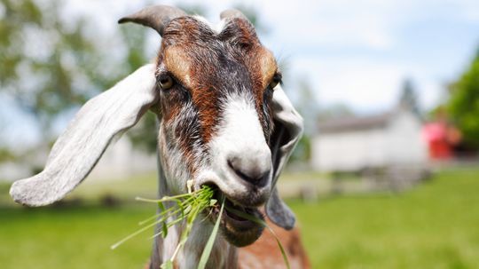 What Do Goats Eat? Not Avocados or Rhubarb!