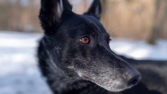 The Calupoh Makes for a Loving Canine Adventure Companion