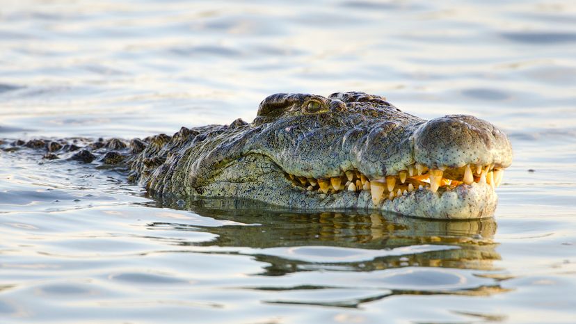 Nile crocodile