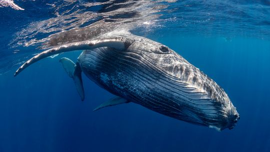 Are Whales Mammals? Yes, and They're Related to Hippos