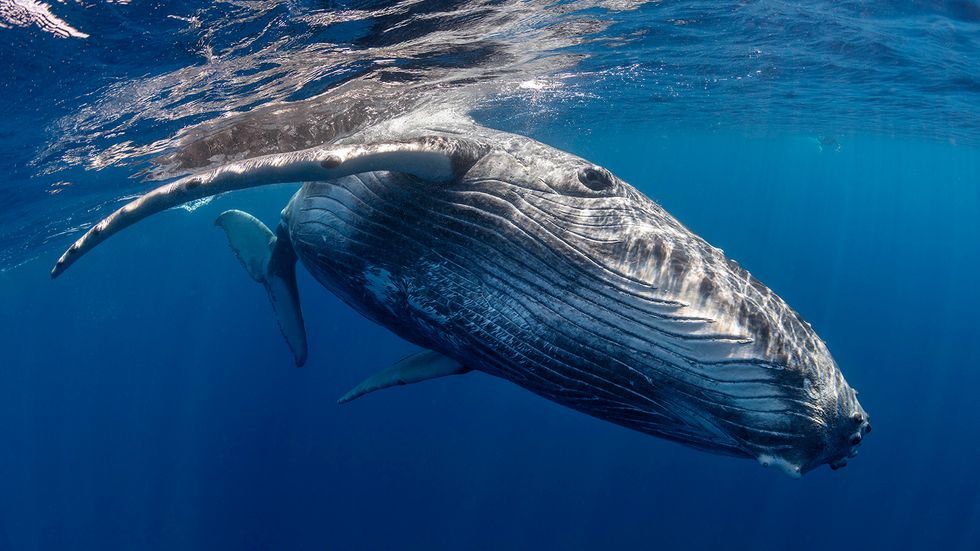Are Whales Mammals? Yes, and They're Related to Hippos
