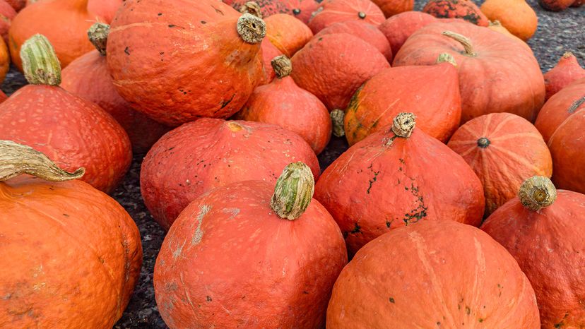 Red Kuri Squash
