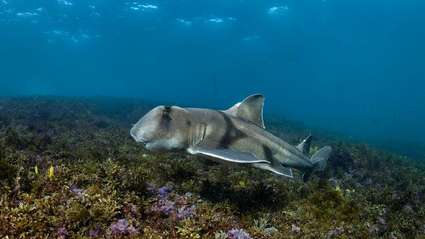 Port Jackson shark