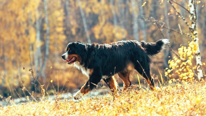 Bernese mountain dog