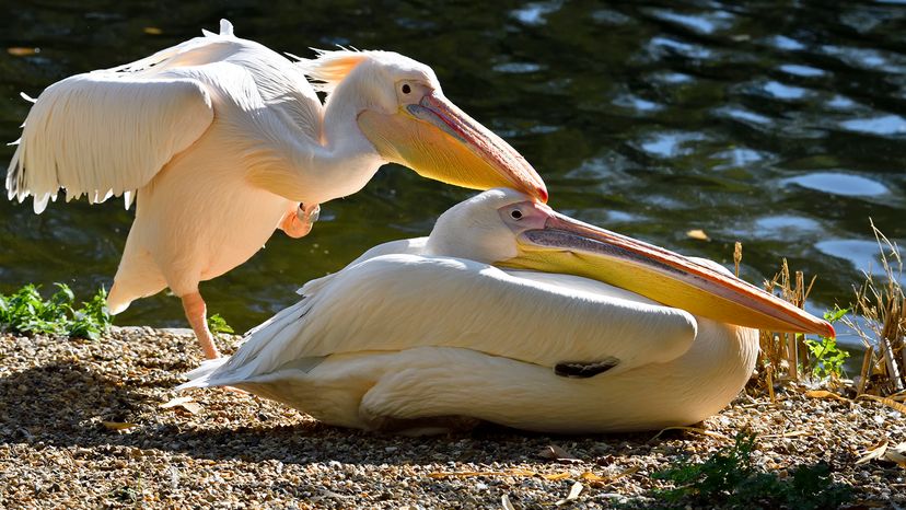 Great white pelican