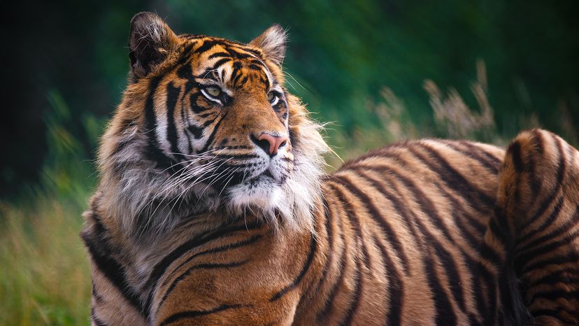 Bengal tiger