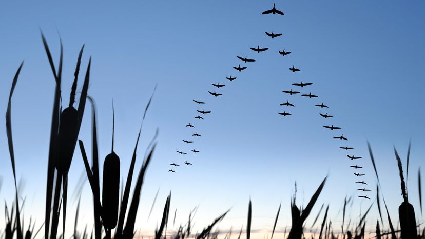 Canada geese