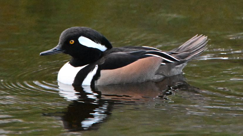 Hooded merganser