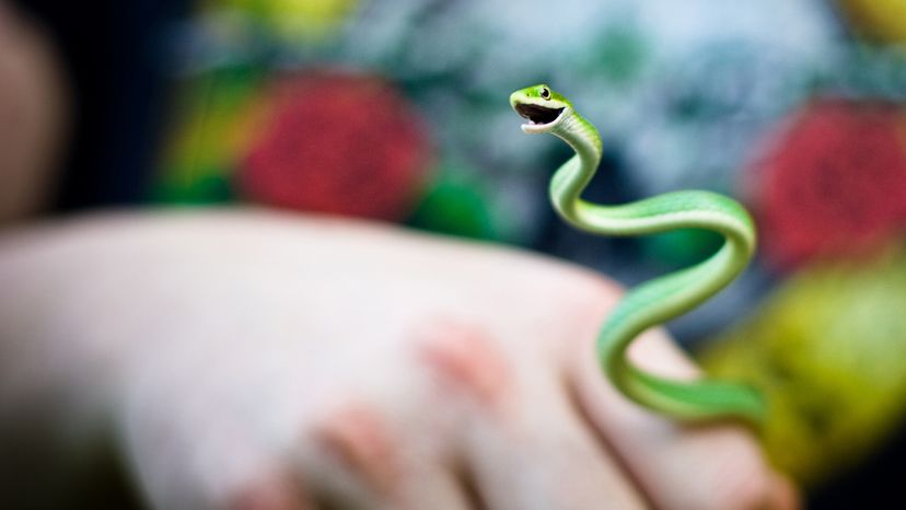 Rough green snake