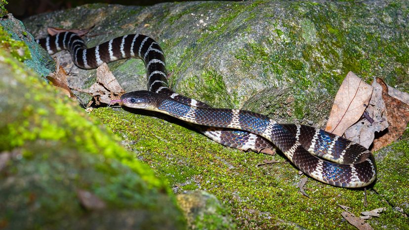 Many-banded krait