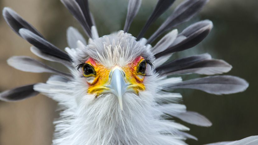 Secretary bird