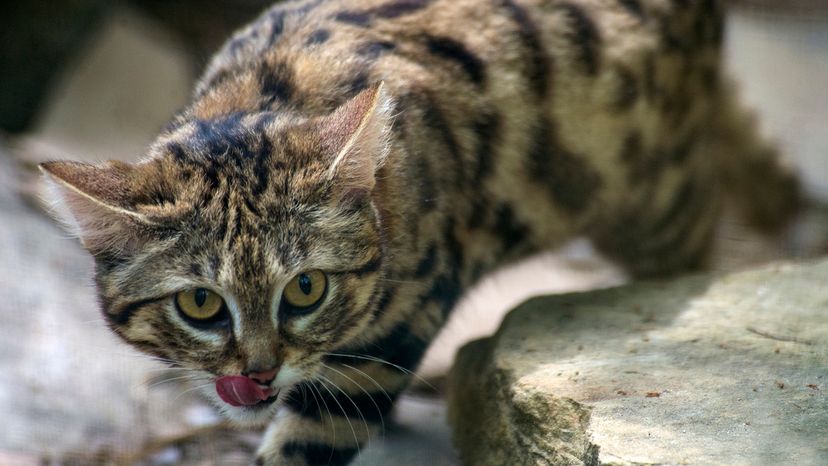 Black-footed cat