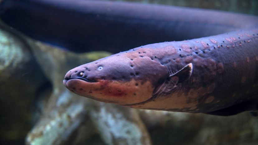 Electric eel