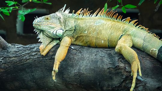 The Green Iguana Can Grow up to 7 Feet Long