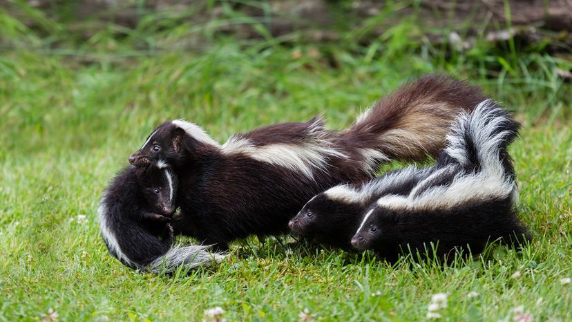 skunks