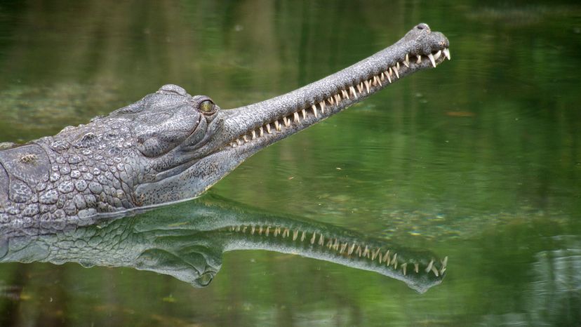 Gharial