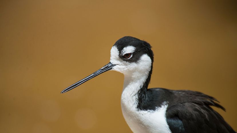 Black-necked Stilts
