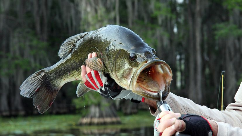 Largemouth bass