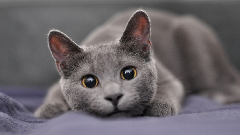 Russian Blue