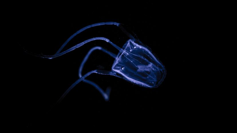 Irukandji jellyfish