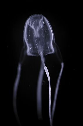 Irukandji jellyfish